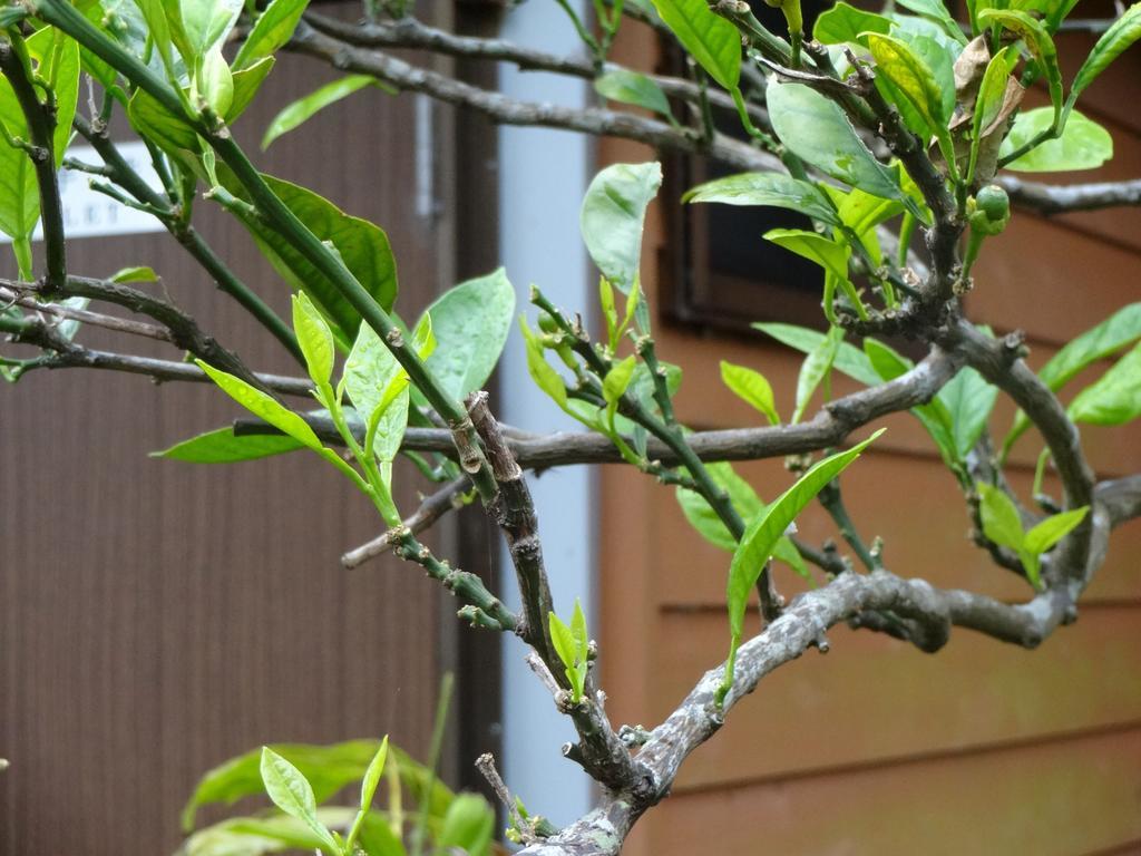 Funamiso Hotell Hachijo Exteriör bild